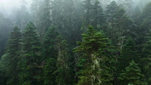 Schöne Neblige Kiefernwälder Landschaft Sichuan China — Stockfoto