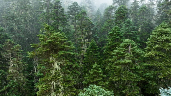 Çin Sichuan Daki Güzel Sisli Çam Ağacı Orman Manzarası — Stok fotoğraf