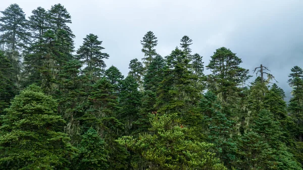 Piękny Krajobraz Lasu Sosnowego Syczuanie Chiny — Zdjęcie stockowe