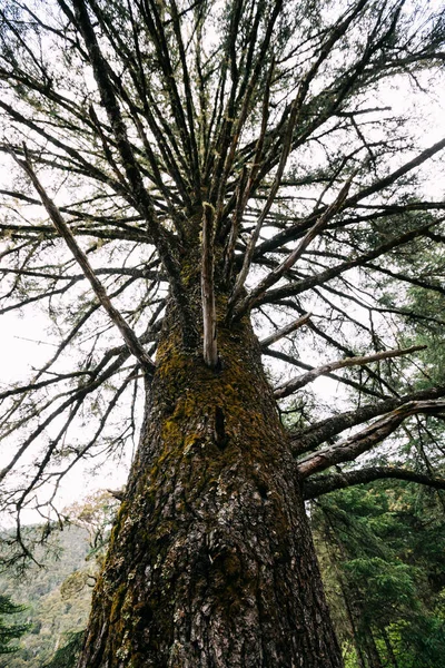 Een Reusachtige Pijnboom Stam Kijkend Omhoog Hoge Hoogte Woud — Stockfoto