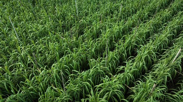 Luftaufnahme Von Zuckerrohrpflanzen Die Auf Einem Feld Wachsen — Stockfoto