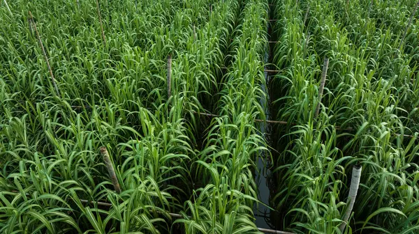 Veduta Aerea Delle Piante Canna Zucchero Che Crescono Sul Campo — Foto Stock