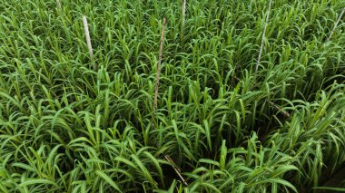 Tarlada büyüyen şeker kamışı bitkilerinin havadan görünüşü