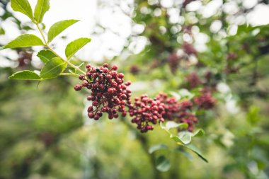 Sichuan Karabiberi ağaçta yetişiyor.
