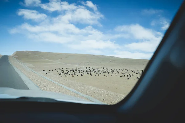Tibet Çin Deki Koyun Otlaklarının Havadan Görünüşü — Stok fotoğraf