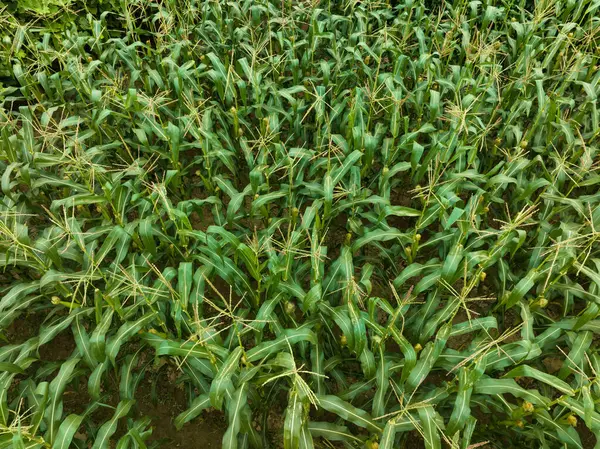 Green Maize Crop Growing Farm — Stock Photo, Image