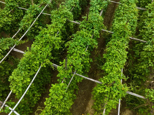 Gröna Kinesiska Yam Växter Tillväxt Gården — Stockfoto