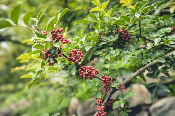 Sichuan Peppercorn Crescem Árvore — Fotografia de Stock