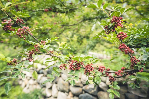 Sichuan Peppercorn Grow Tree — Stock Photo, Image