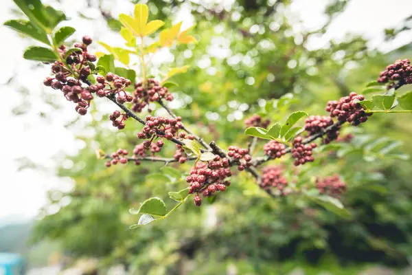 Sichuan Peppercorn Crecer Árbol —  Fotos de Stock
