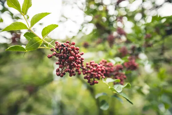 Sichuan Peppercorn Roste Stromě — Stock fotografie