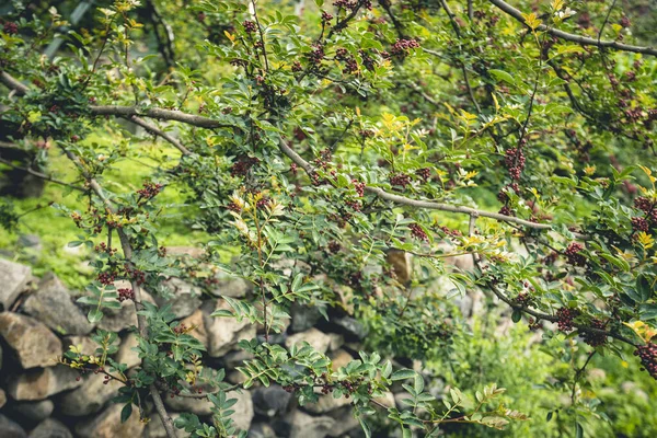 Sichuanpepparmajs Växer Träd — Stockfoto