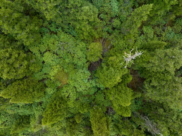 Widok Lotu Ptaka Piękny Krajobraz Leśny — Zdjęcie stockowe