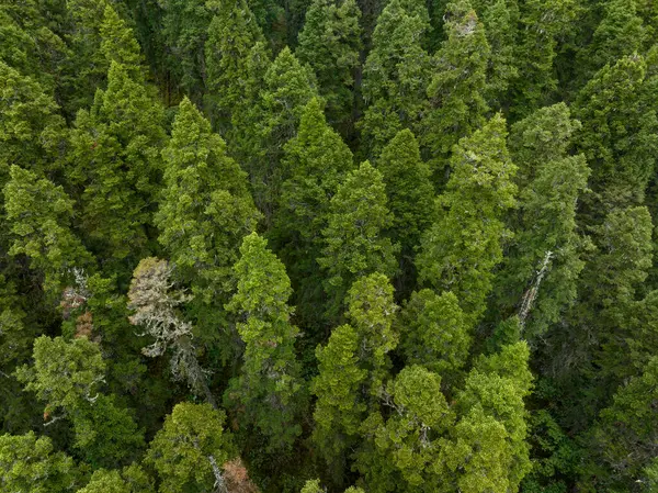 Letecký Pohled Borovice Krásné Lesní Krajině — Stock fotografie