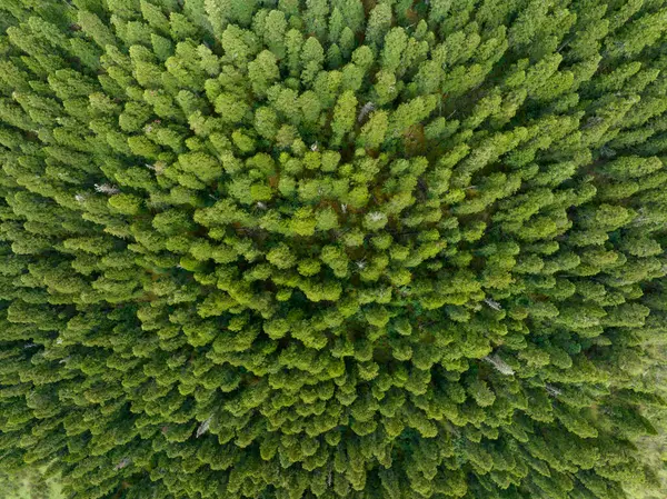 Flygfoto Tallar Vackert Skogslandskap — Stockfoto