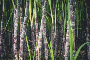 Şeker kamışı bitkileri tarlada yetişir