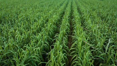 Tarlada büyüyen şeker kamışı bitkilerinin havadan görünüşü