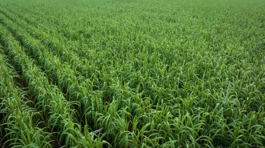 Tarlada büyüyen şeker kamışı bitkilerinin havadan görünüşü