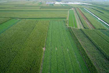Kuzey Çin 'deki sebze tarlasının havadan görünüşü
