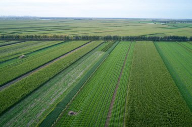 Kuzey Çin 'deki sebze tarlasının havadan görünüşü