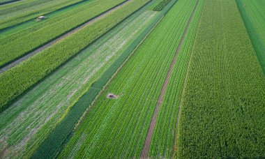 Kuzey Çin 'deki sebze tarlasının havadan görünüşü