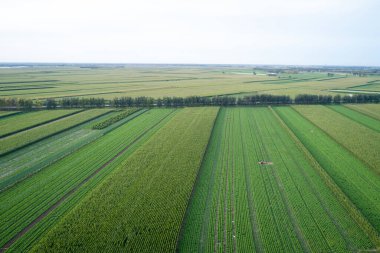 Kuzey Çin 'deki sebze tarlasının havadan görünüşü