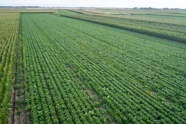 Kuzey Çin 'deki sebze tarlasının havadan görünüşü