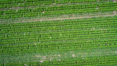 Kuzey Çin 'deki sebze tarlasının havadan görünüşü