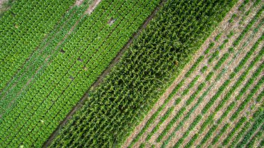Dron sebze alanından havadan görünümü