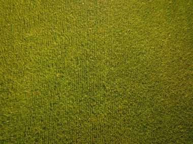 Yazın yeşil buğday tarlasının hava aracı görüntüsü.