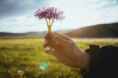 Yüksek rakımlı çayırlarda el ele tutuşan Tatar Aster çiçekleri, Çin