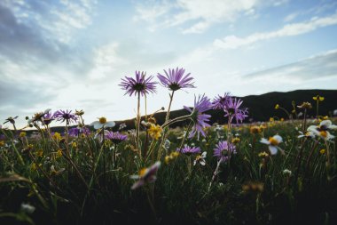 Yüksek rakımlı çayırlarda açan Tatarya Aster çiçekleri, Çin