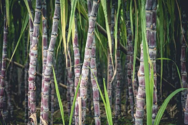 Sockerrörsväxter Växer Fält — Stockfoto