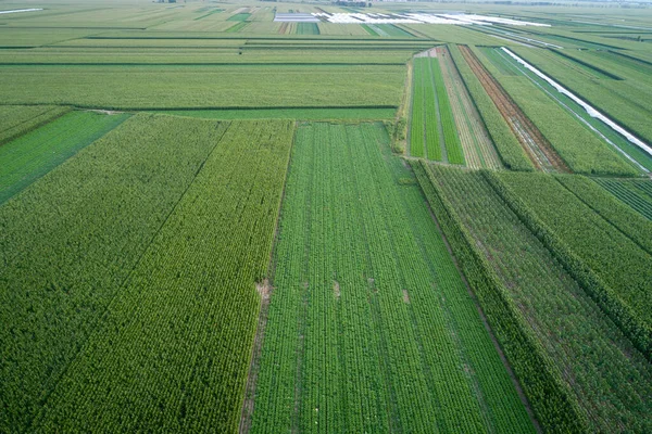Luchtfoto Van Het Groenteveld Het Noorden Van China — Stockfoto