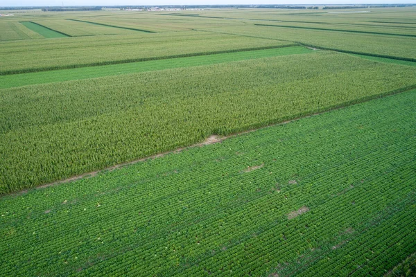 Luftaufnahme Des Gemüsefeldes Nordchina — Stockfoto