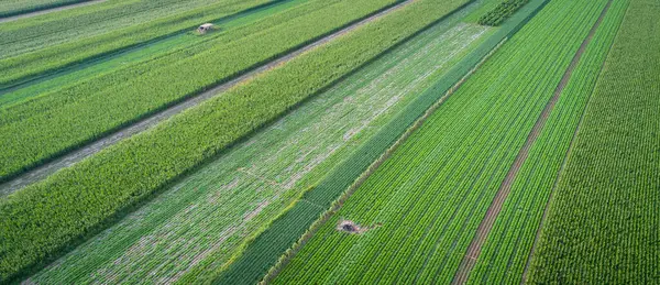 中国北部の野菜畑の空中観察 — ストック写真