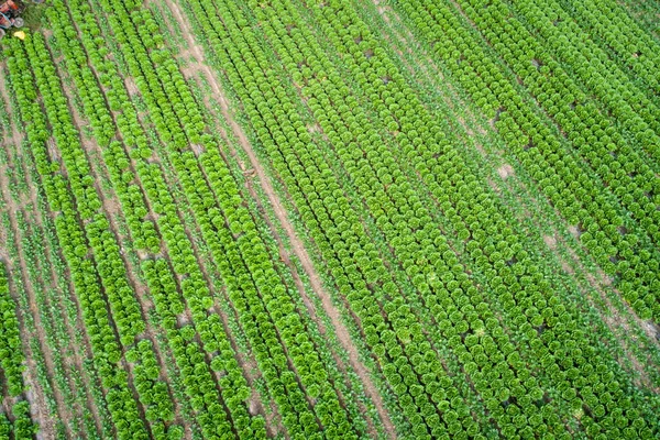 Flygfoto Över Grönsaksfältet Norra Kina — Stockfoto