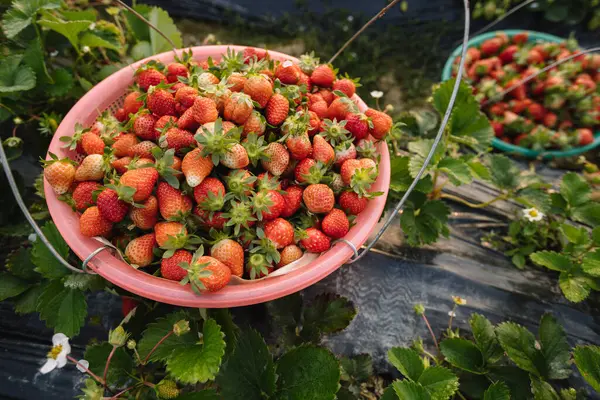 Harvest Strawberry Fruits Spring Garden — Stock Photo, Image
