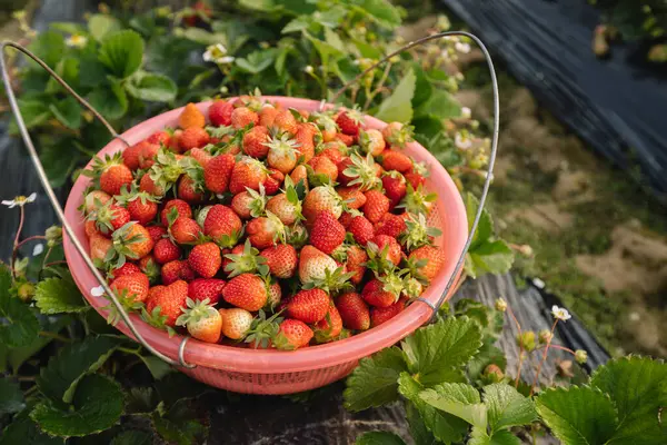 Zbierz Owoce Truskawek Wiosennym Ogrodzie — Zdjęcie stockowe