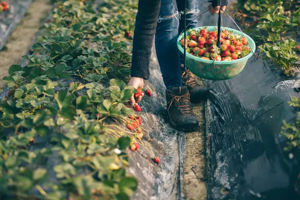 Colhendo Frutas Morango Jardim Primavera — Fotografia de Stock