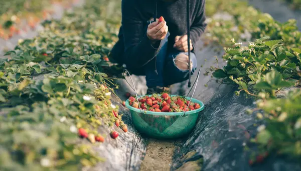 Culegerea Fructelor Căpșuni Grădina Primăvară — Fotografie, imagine de stoc