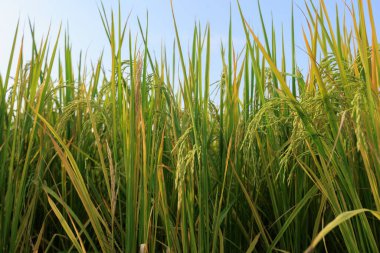 Sonbaharda pirinç tarlası manzarası
