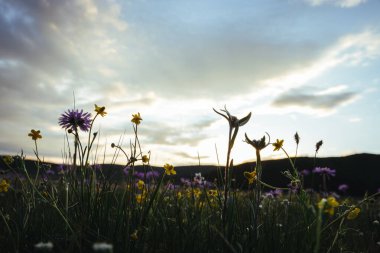 Yüksek rakımlı çayırlarda açan Tatarya Aster çiçekleri, Çin