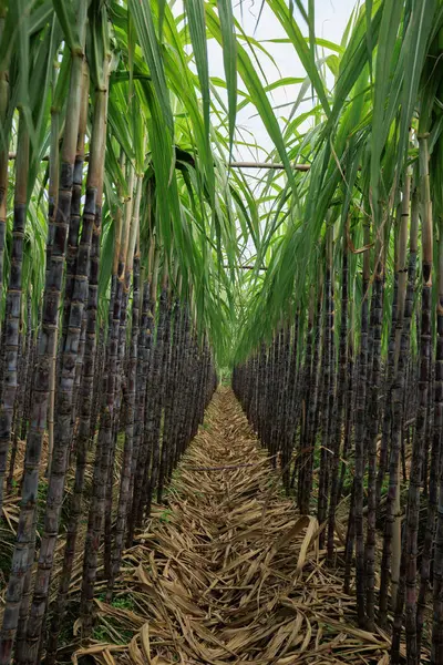 Sockerrörsväxter Växer Fält — Stockfoto