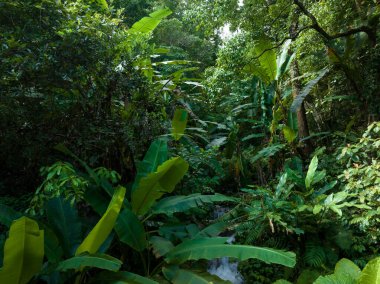 Yazın tropikal ormanın havadan görünüşü