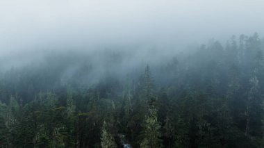 Çin, Sichuan 'daki güzel orman manzarası
