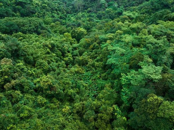 Letecký Pohled Tropický Les Létě — Stock fotografie