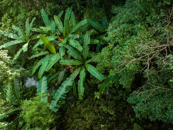 Vue Aérienne Forêt Tropicale Été — Photo