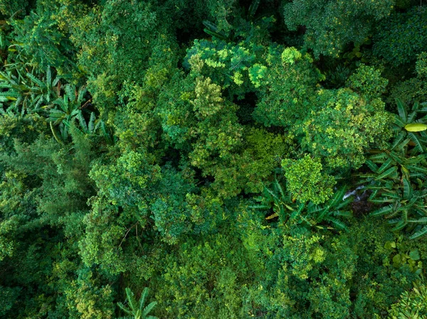 夏季热带森林的空中景观 — 图库照片