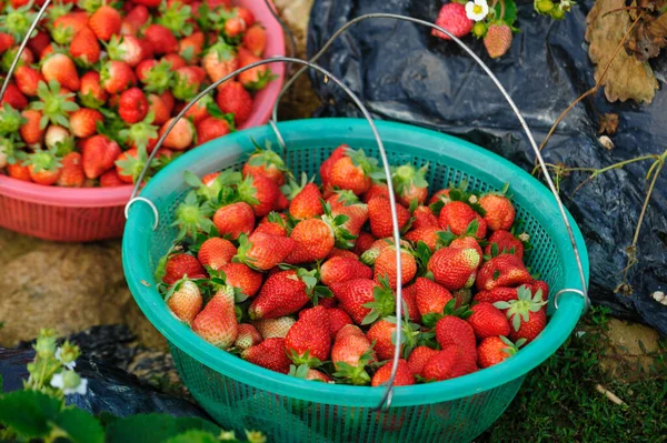 Viele Erdbeerfrüchte Korb — Stockfoto